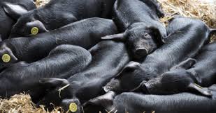 https://agriculture.gouv.fr/