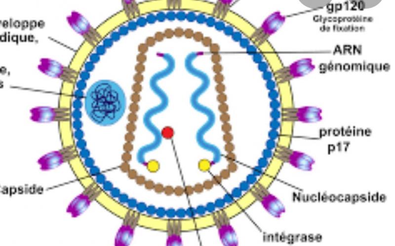 Li virus du VIH 