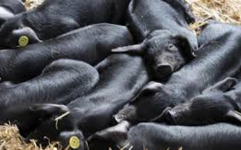 https://agriculture.gouv.fr/