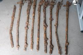 Découverte d'un important lot d'anciennes armes lors de travaux de fouille 